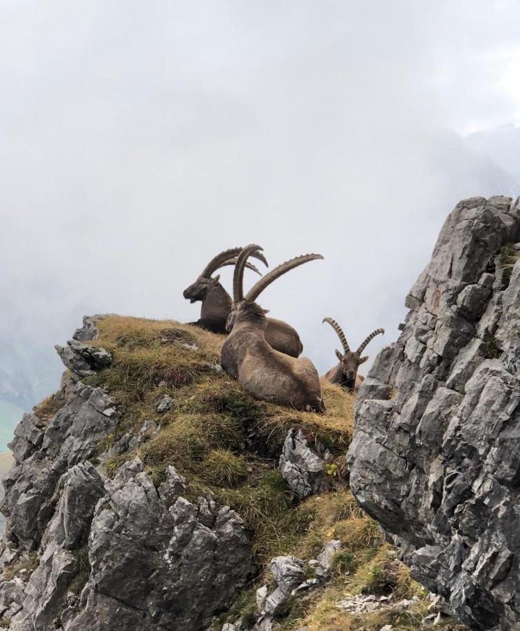 Haus Walch * Elbigenalp